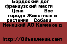 Бордоский дог ( французский масти)  › Цена ­ 50 000 - Все города Животные и растения » Собаки   . Ненецкий АО,Каменка д.